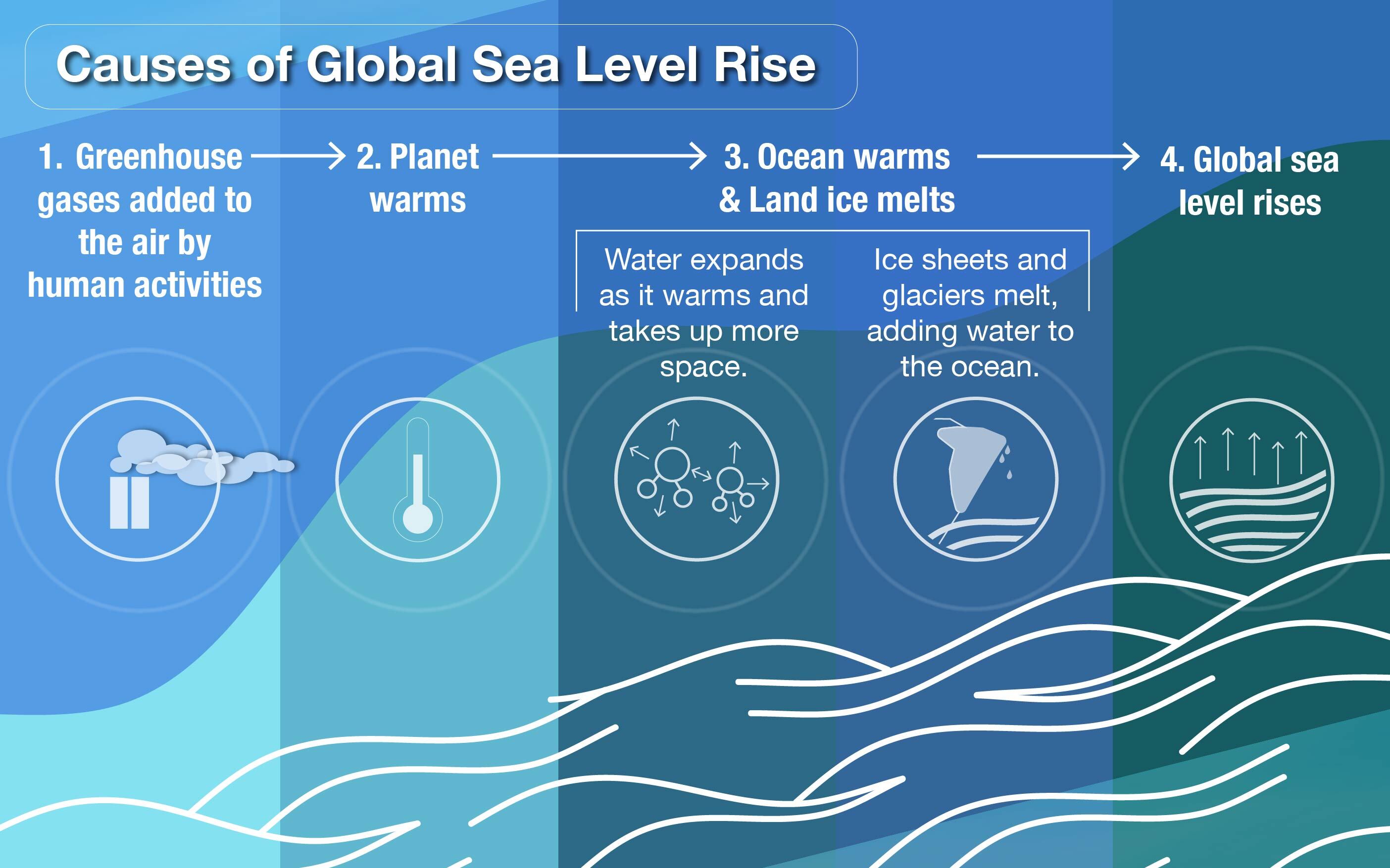 Infographic showing causes of global sea level rise: greenhouse gases added by human activities, which warms the planet, leading to ocean warming and land ice melting