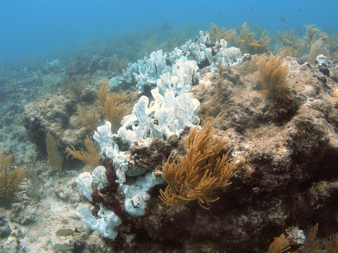 Fire coral bleaching